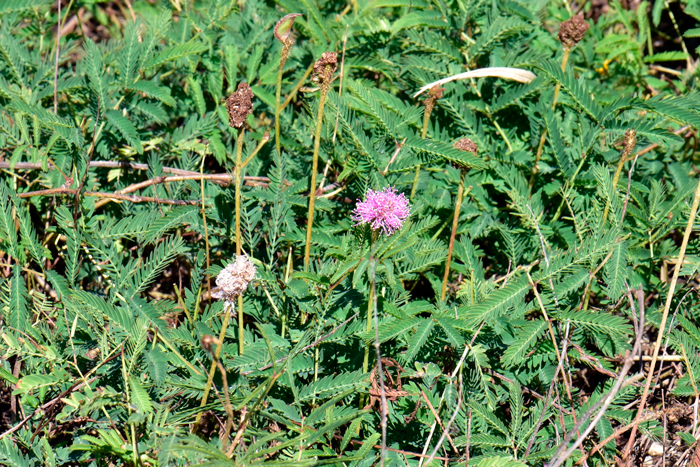 Roemer's Mimosa is a member of the Fabaceae or Leguminosae family of plants. It is native to Texas and perhaps Oklahoma. This species prefers elevations from 600 to 3,000 feet (182.88 to 914.4 m). Mimosa roemeriana